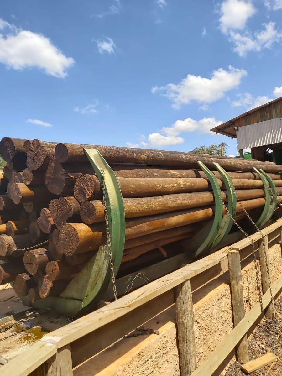 Feixes de eucalipto tratado no pátio da Bastos Tratamento de Madeiras